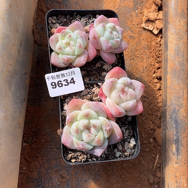 阿雅园艺。       9634