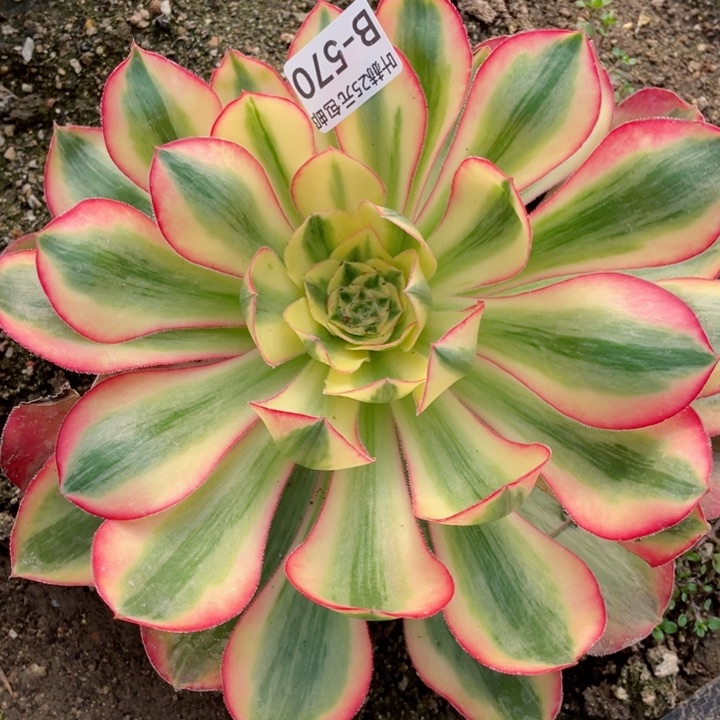 570爱丽思寄养多肉，12345678