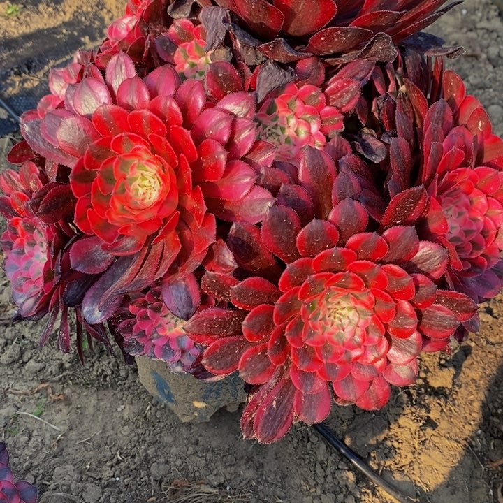 如**.红彤白多肉1颗多肉