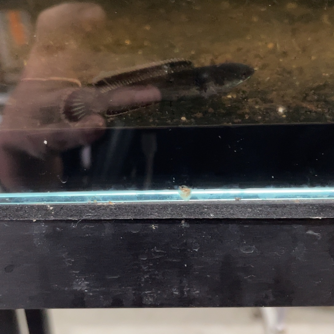 雷龙鱼火背苗子111