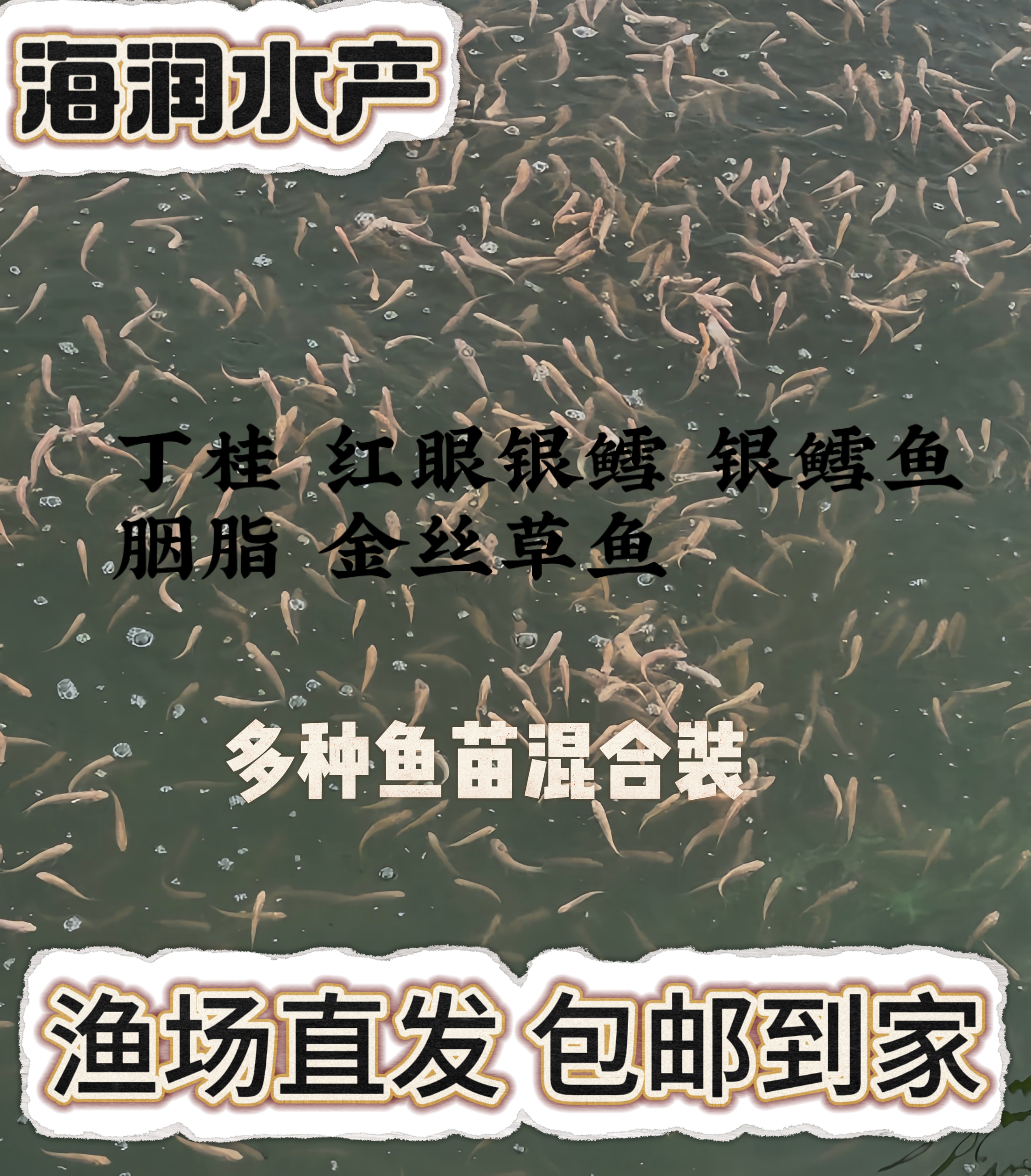 淡水鱼混合装 现捞现发 渔场直发 包活