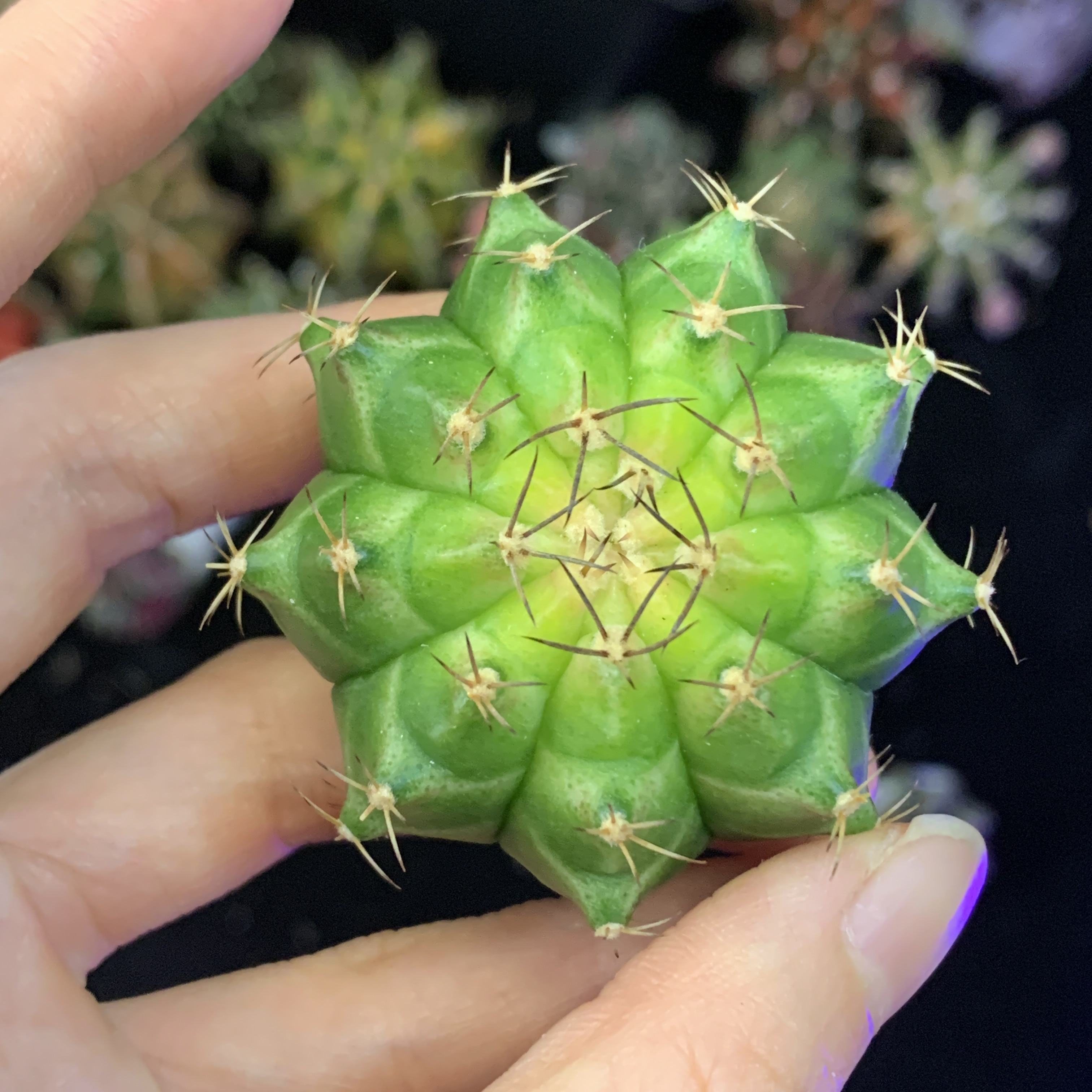 轮回 黄心 一物一拍脱土