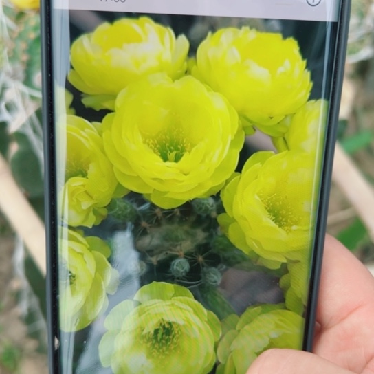 51丽花黄水晶歪无根侧芽2一3公分左右20包邮