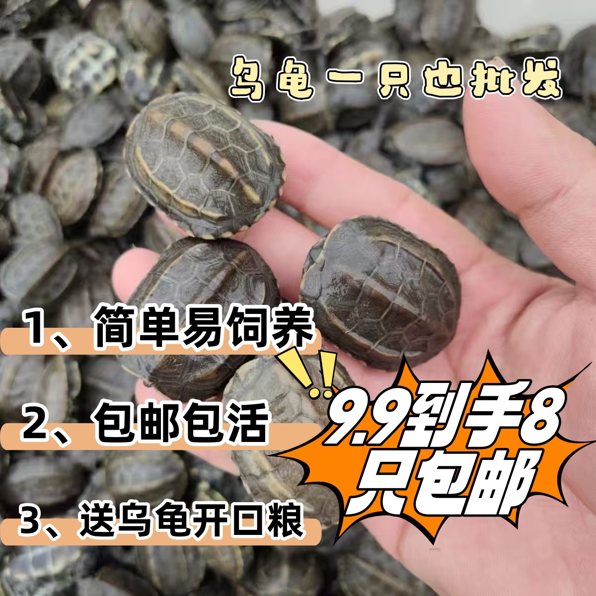 中华草龟小乌龟乌龟宠物珍珠龟苗乌龟长寿龟宠物外塘草好养活草龟