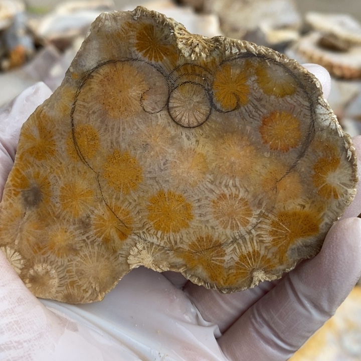 【闪购商品】未镶嵌珊瑚玉硅化玉