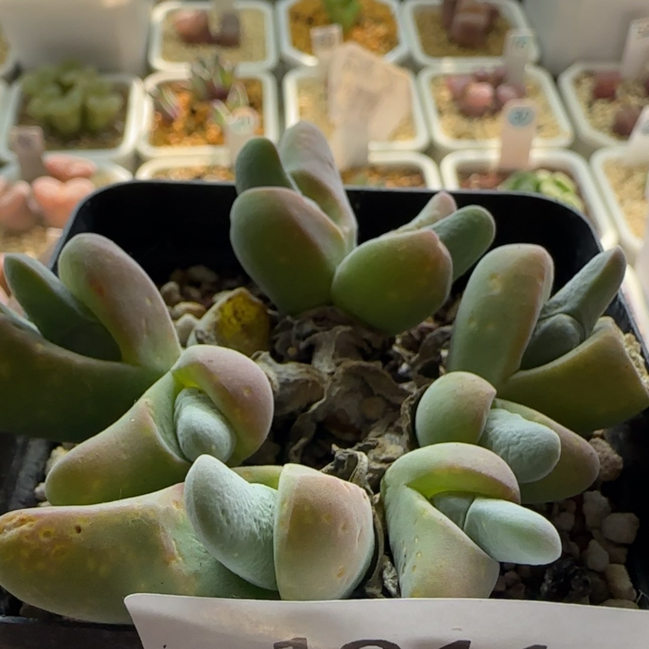 【闪购商品】1044大白鲨当天28包邮非偏远