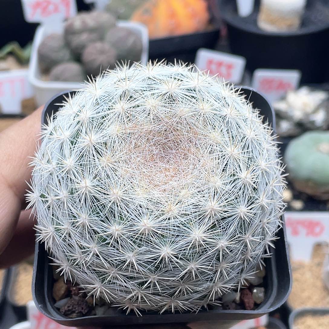 实生日系樱月仙人球