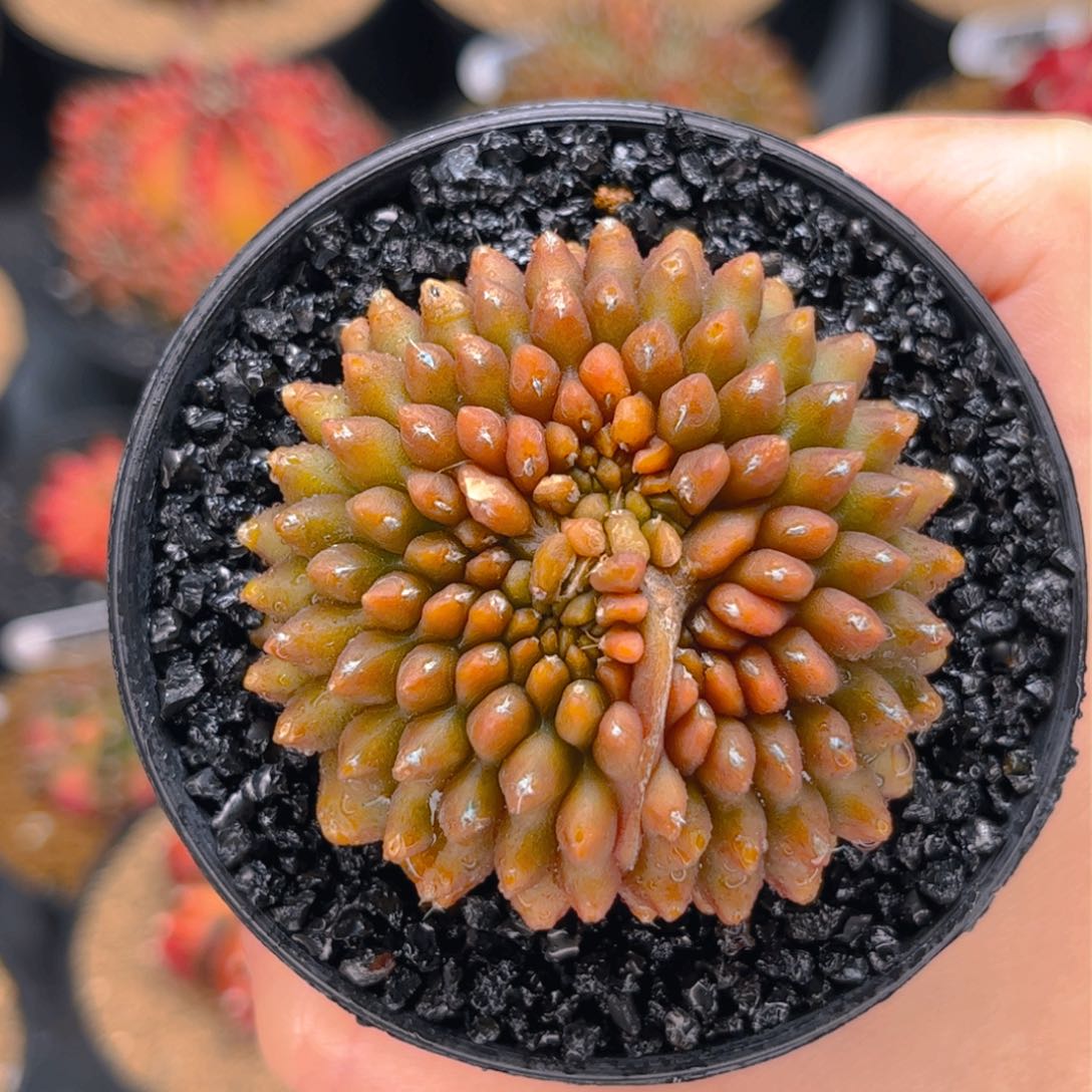 开播福利 米哈仙人球