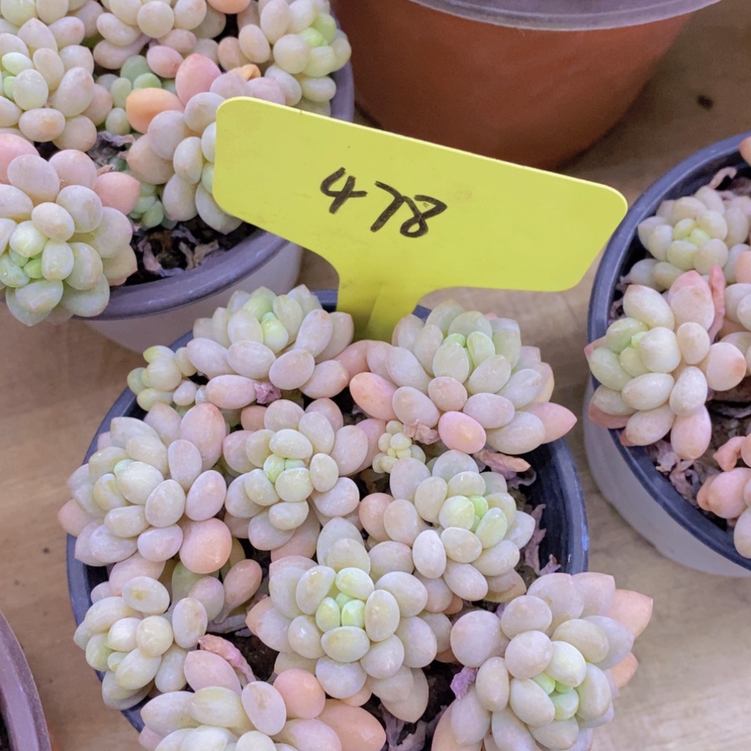 多肉植物，一组自拍可以拍