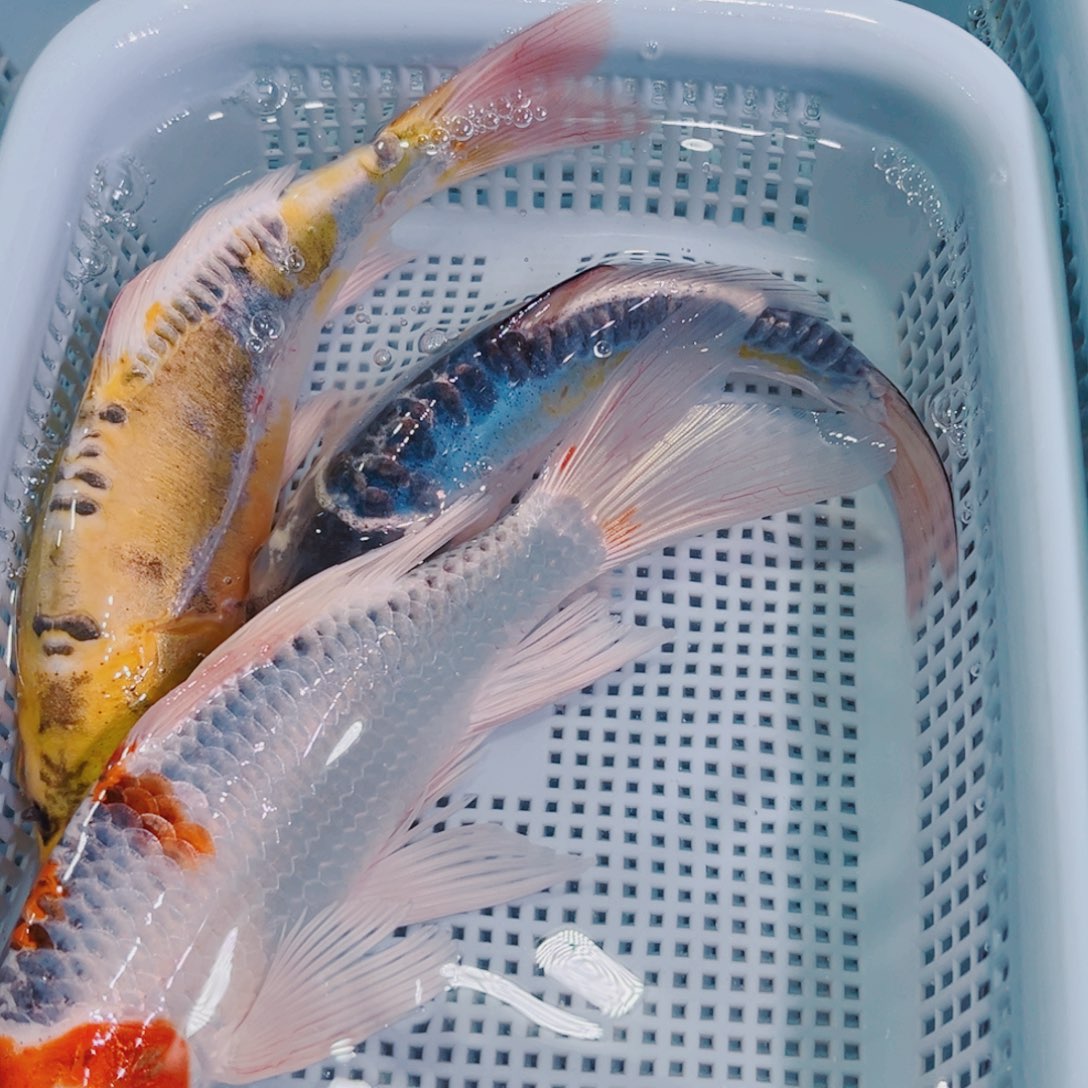 锦鲤锦鲤冷水鱼观赏606