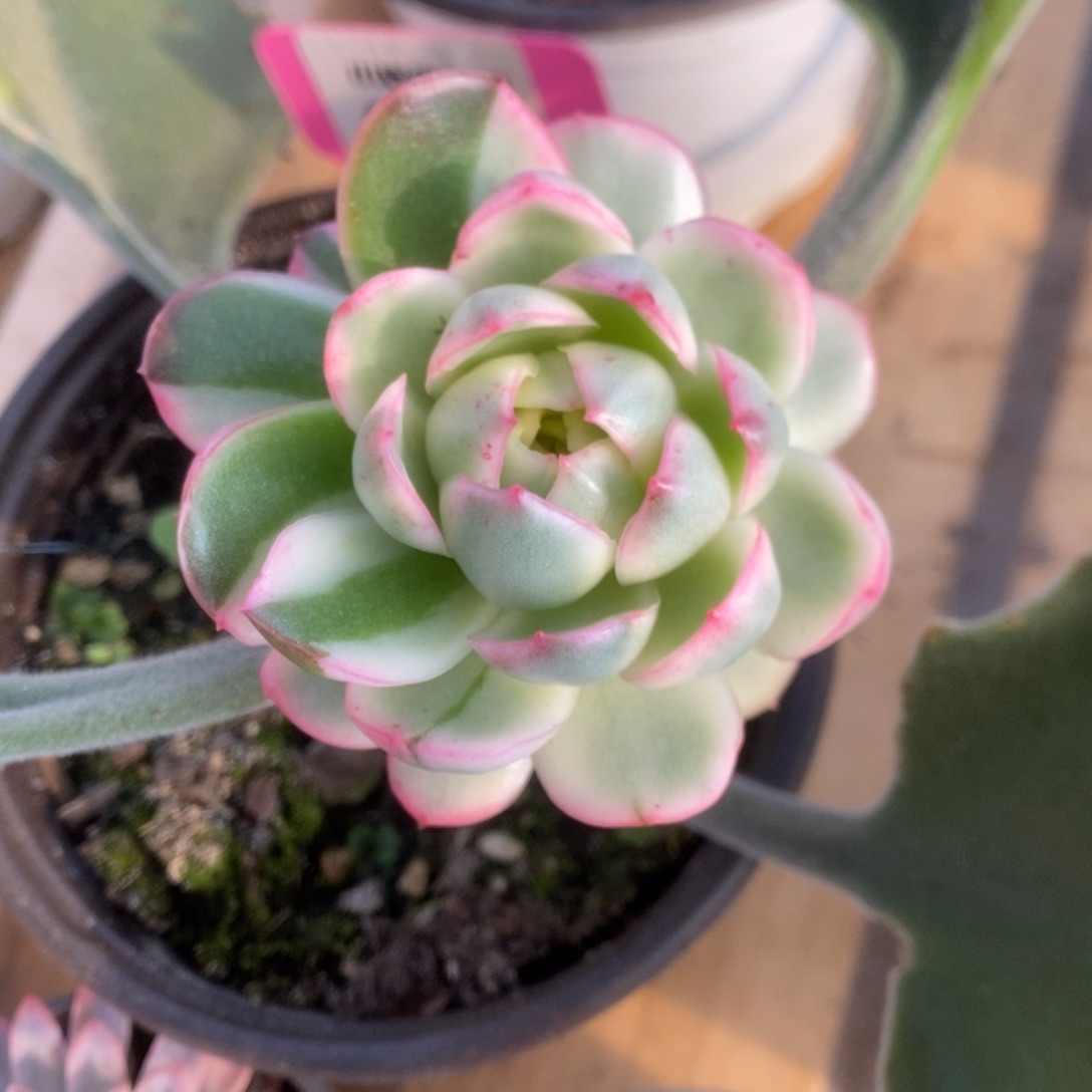 665黄玫瑰锦锦锦锦