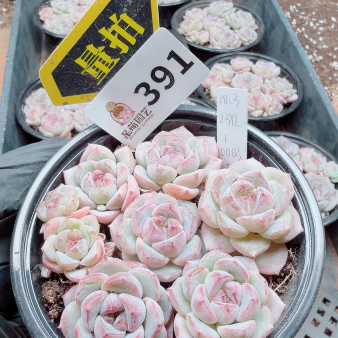 多肉植物多肉植物