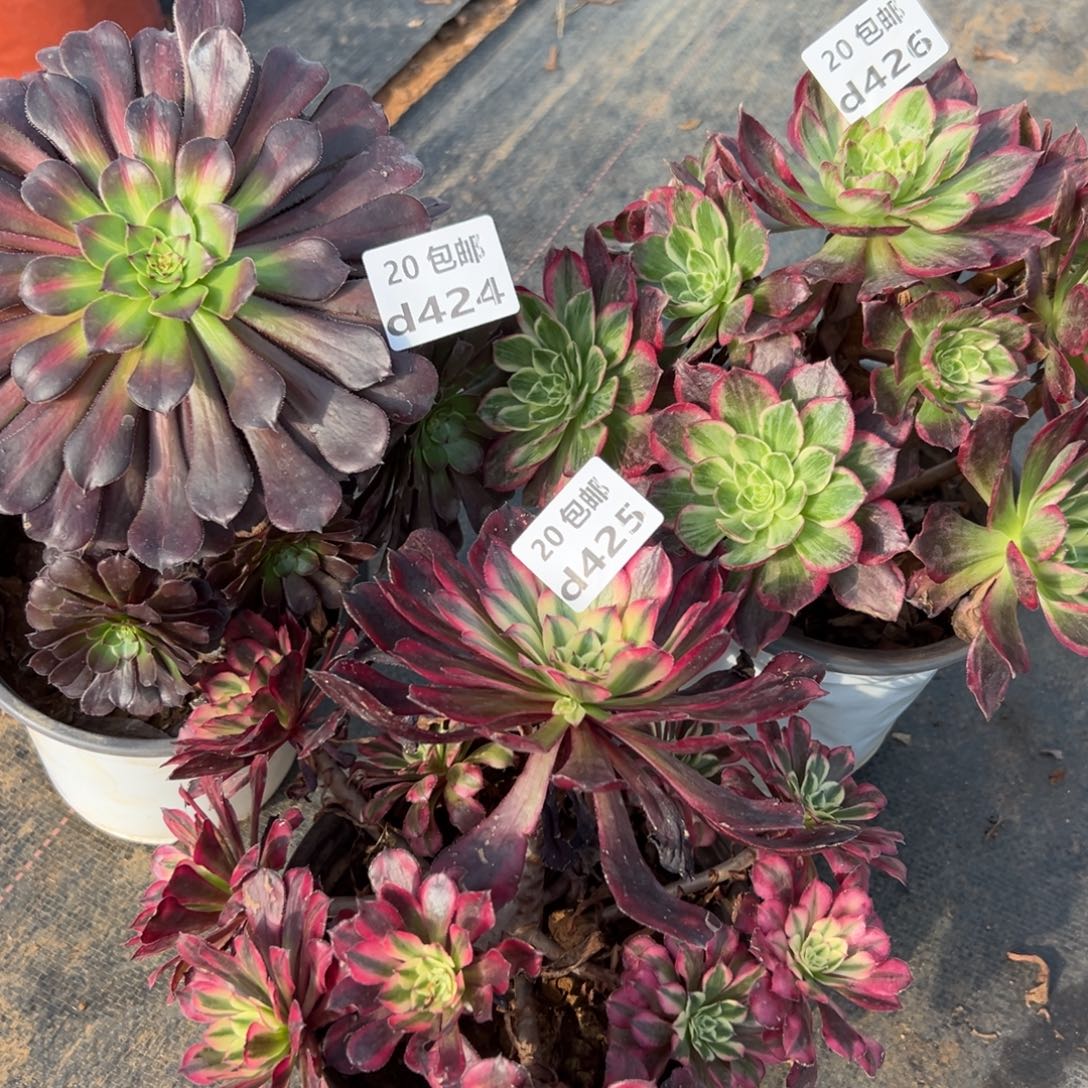 3颗组合，多肉法师