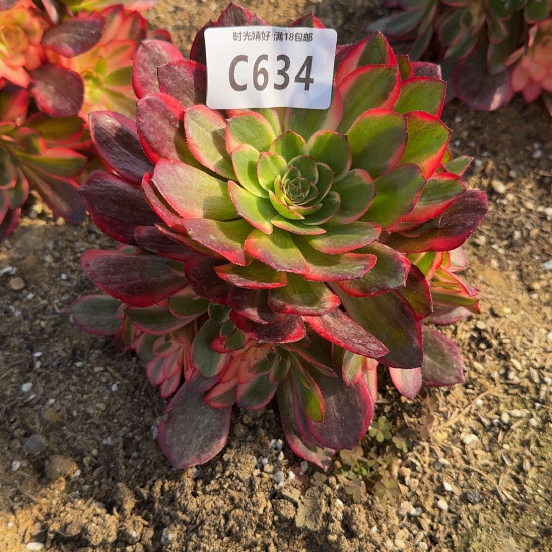 634黑魔锦多肉植物