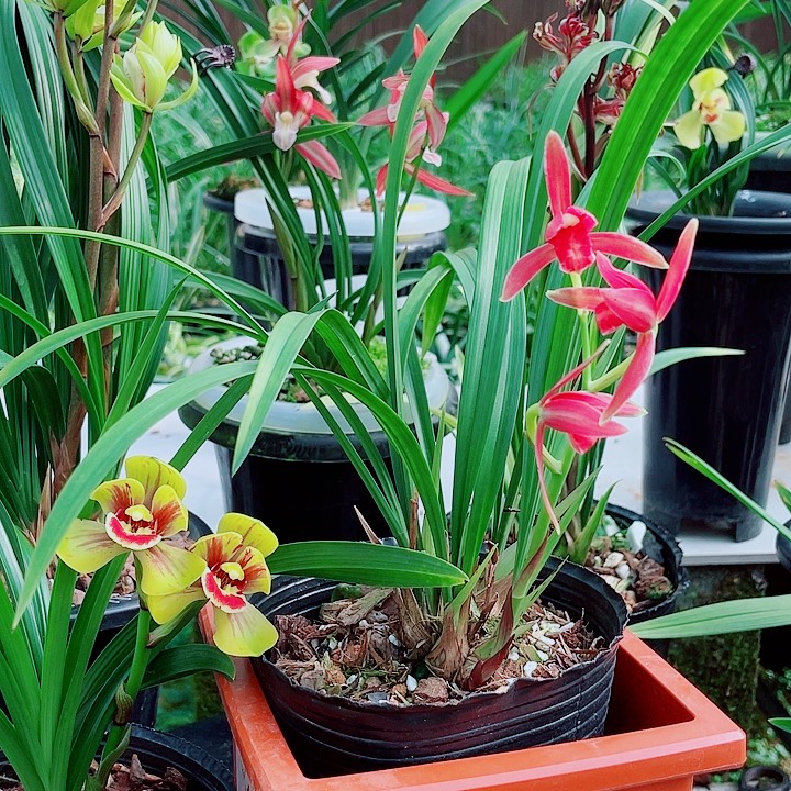 云***花完全开放一物一漂亮开花