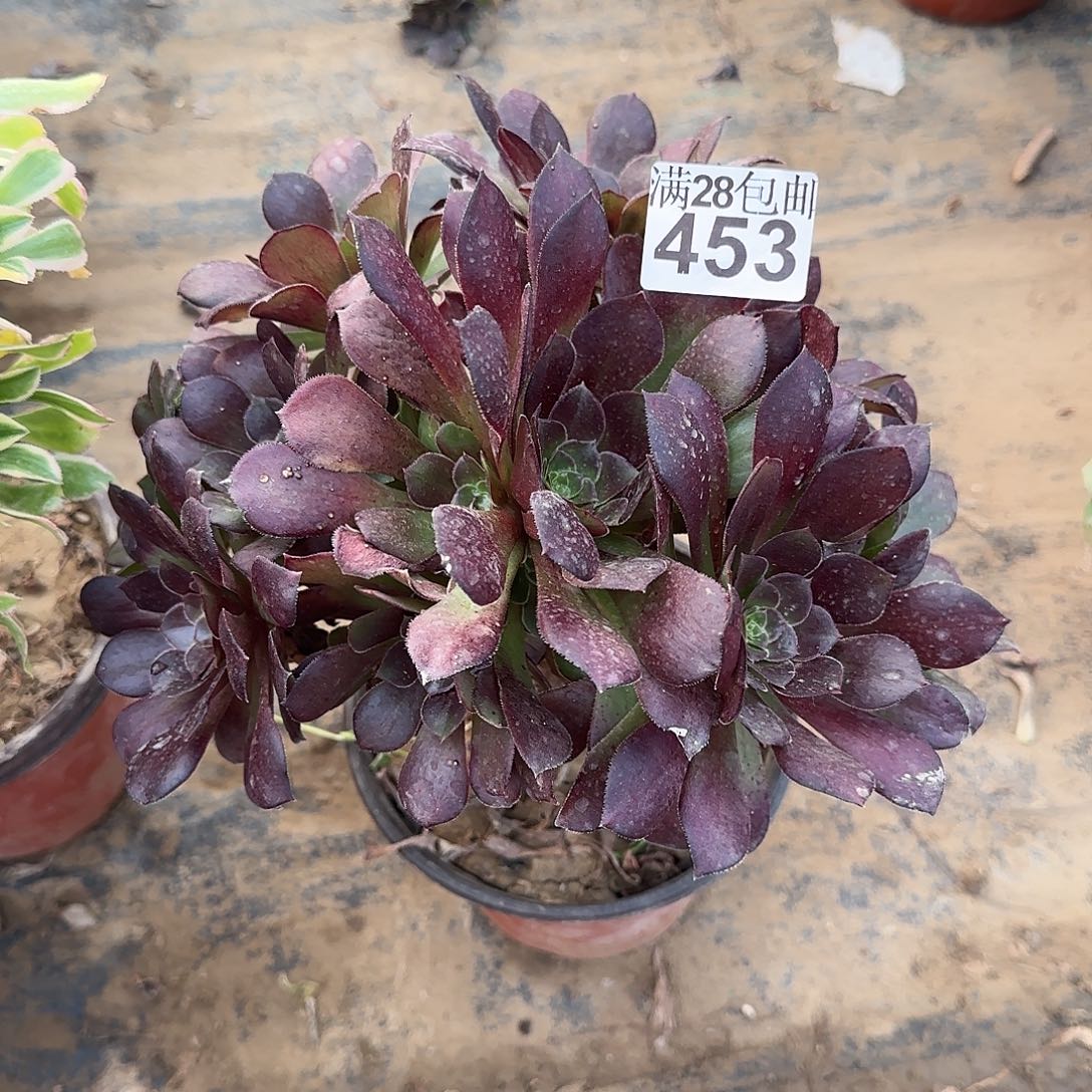 十****！红玫瑰多肉453满28包邮断枝不包