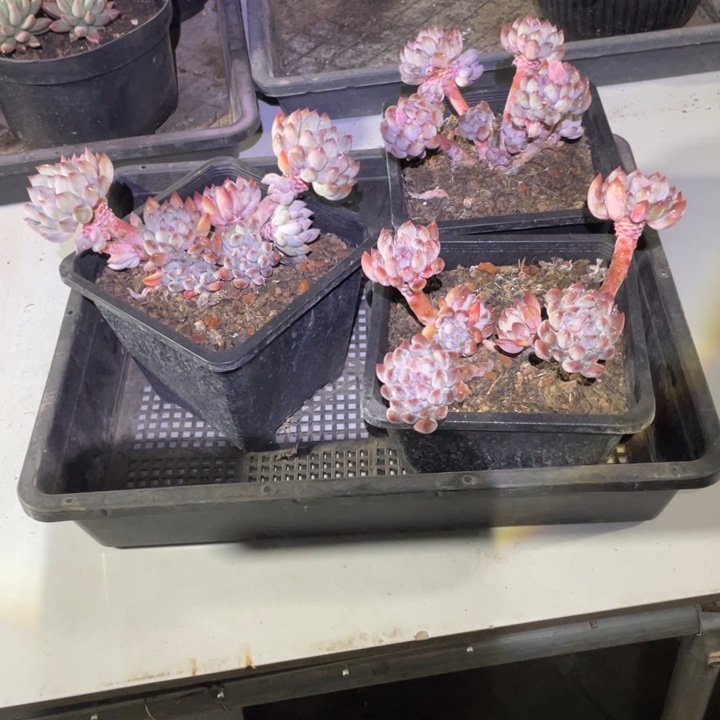 元***宝美人三个一物一拍