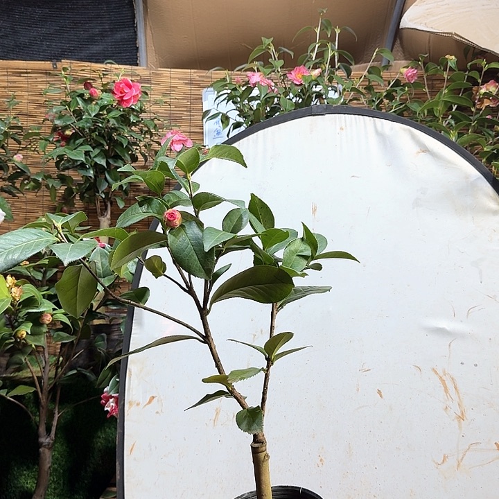 11111姚黄魏紫7431111