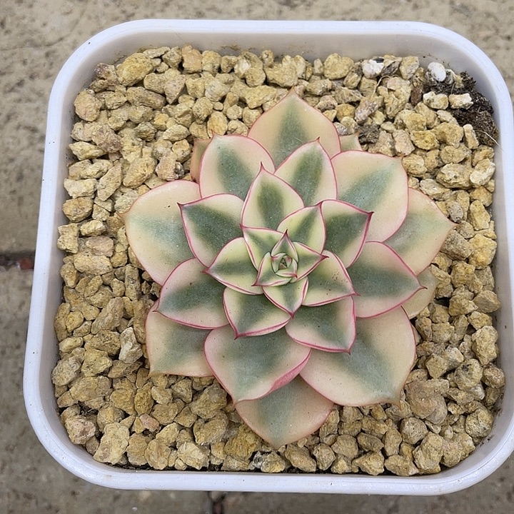 斗牛士锦一物一拍锦龙