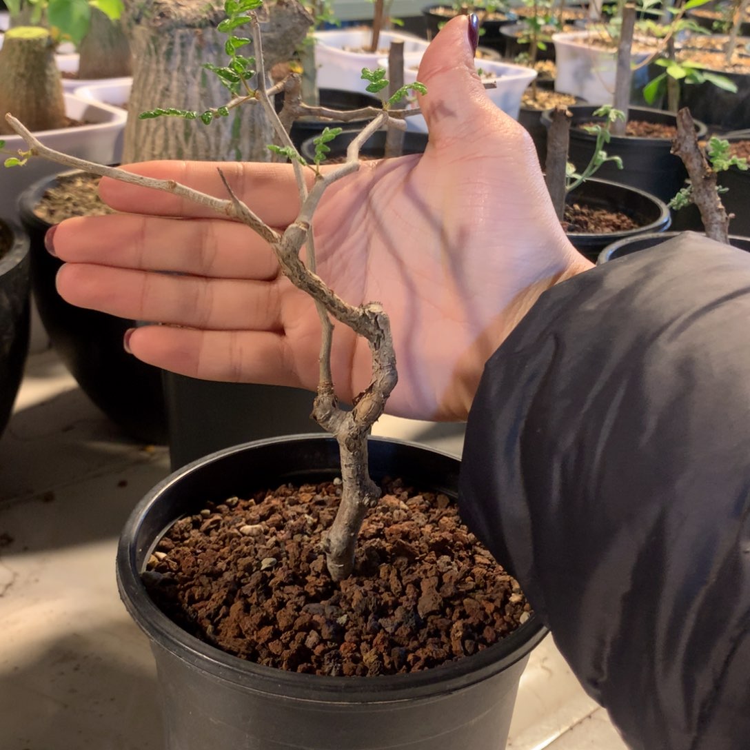 滔天橄榄产地带盆