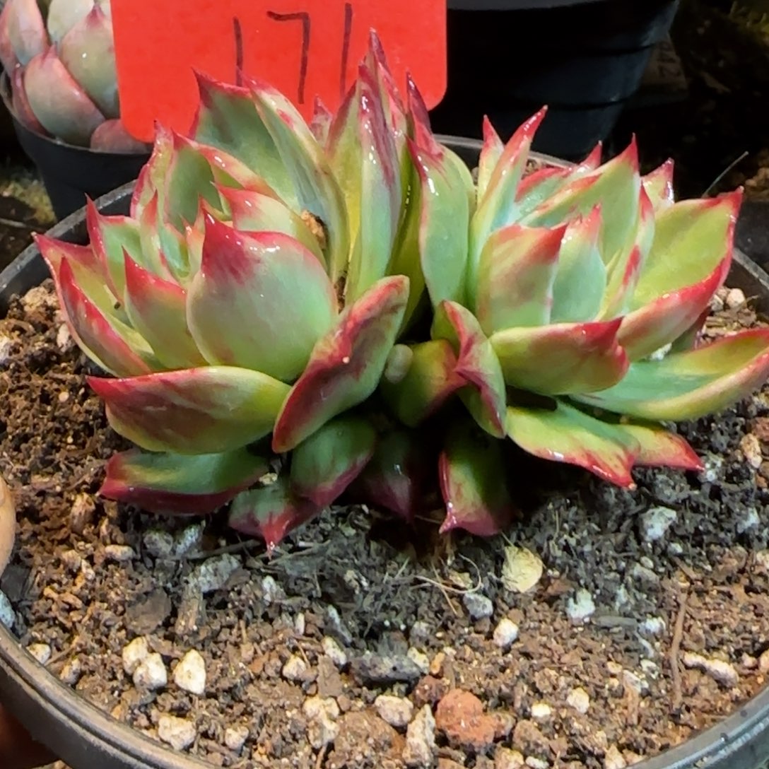 花脸拉丝惊鸿一物一拍包装收缩花旱171