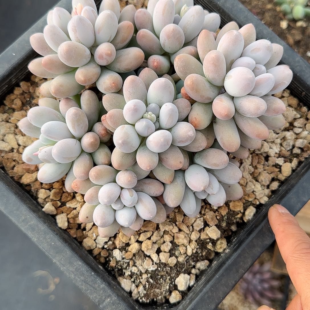 汤圆多肉植物多肉