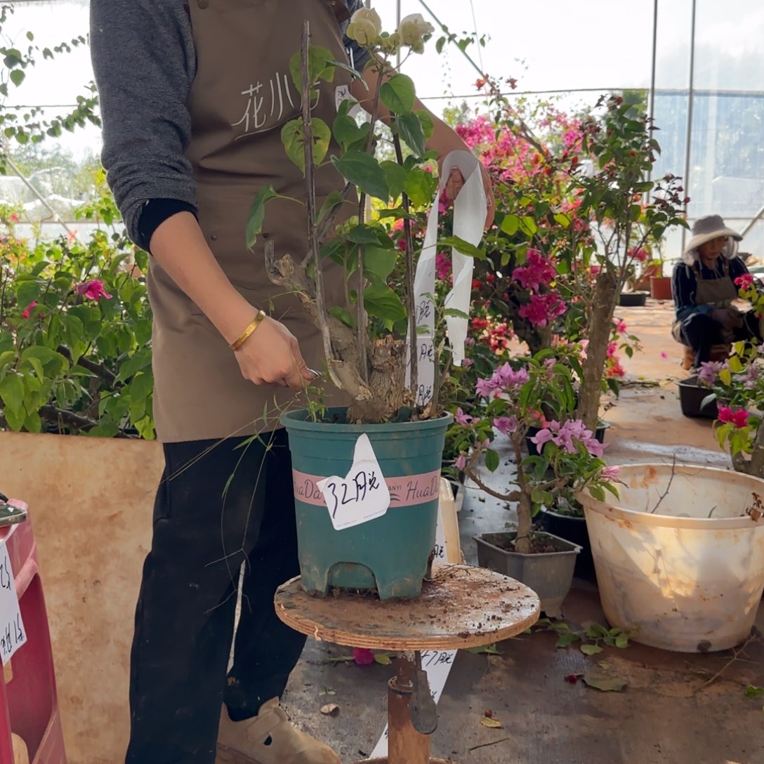 大部分花苞少量开放末代皇帝 32脱