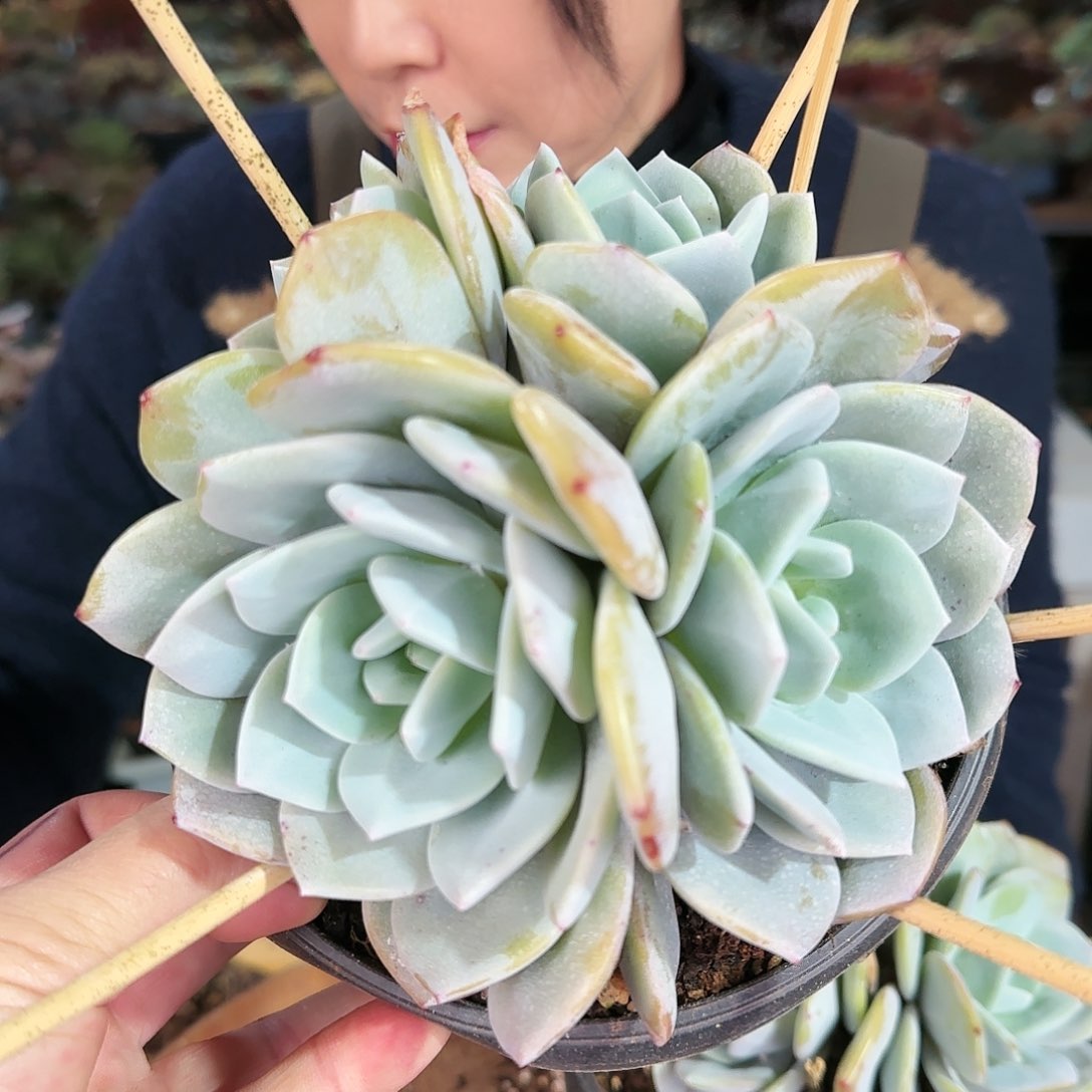 奶茶4头88            肉