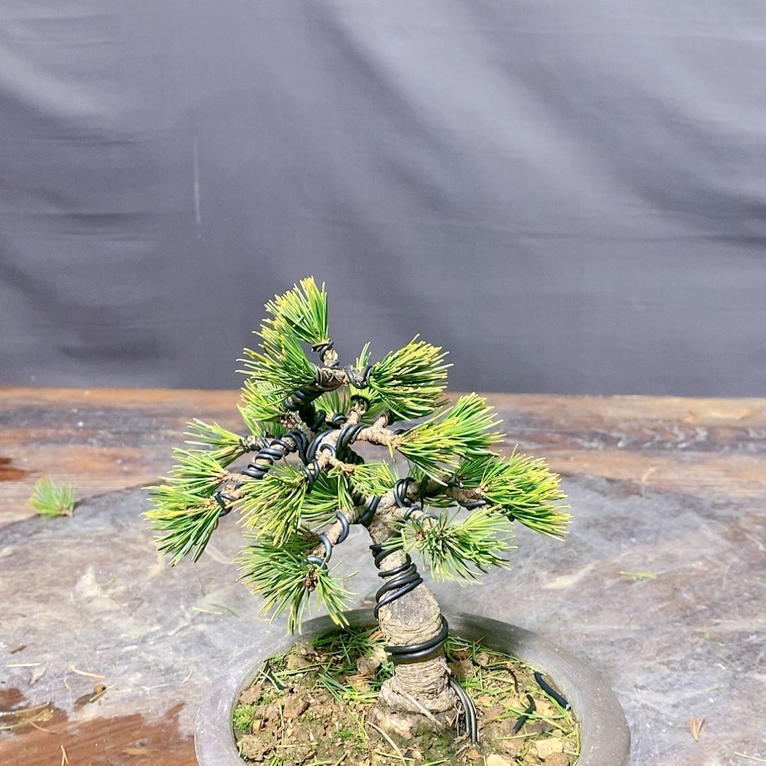 【闪购商品】无花朵