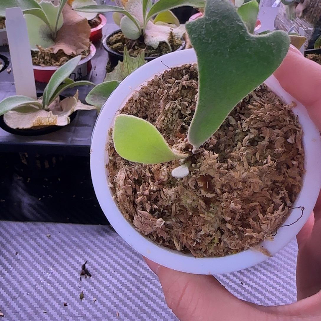 银凤鹿角蕨孢子苗