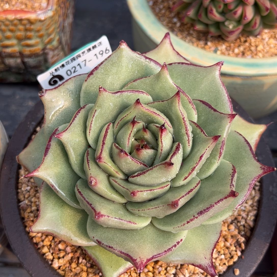 从前慢多肉精选编号0217.196