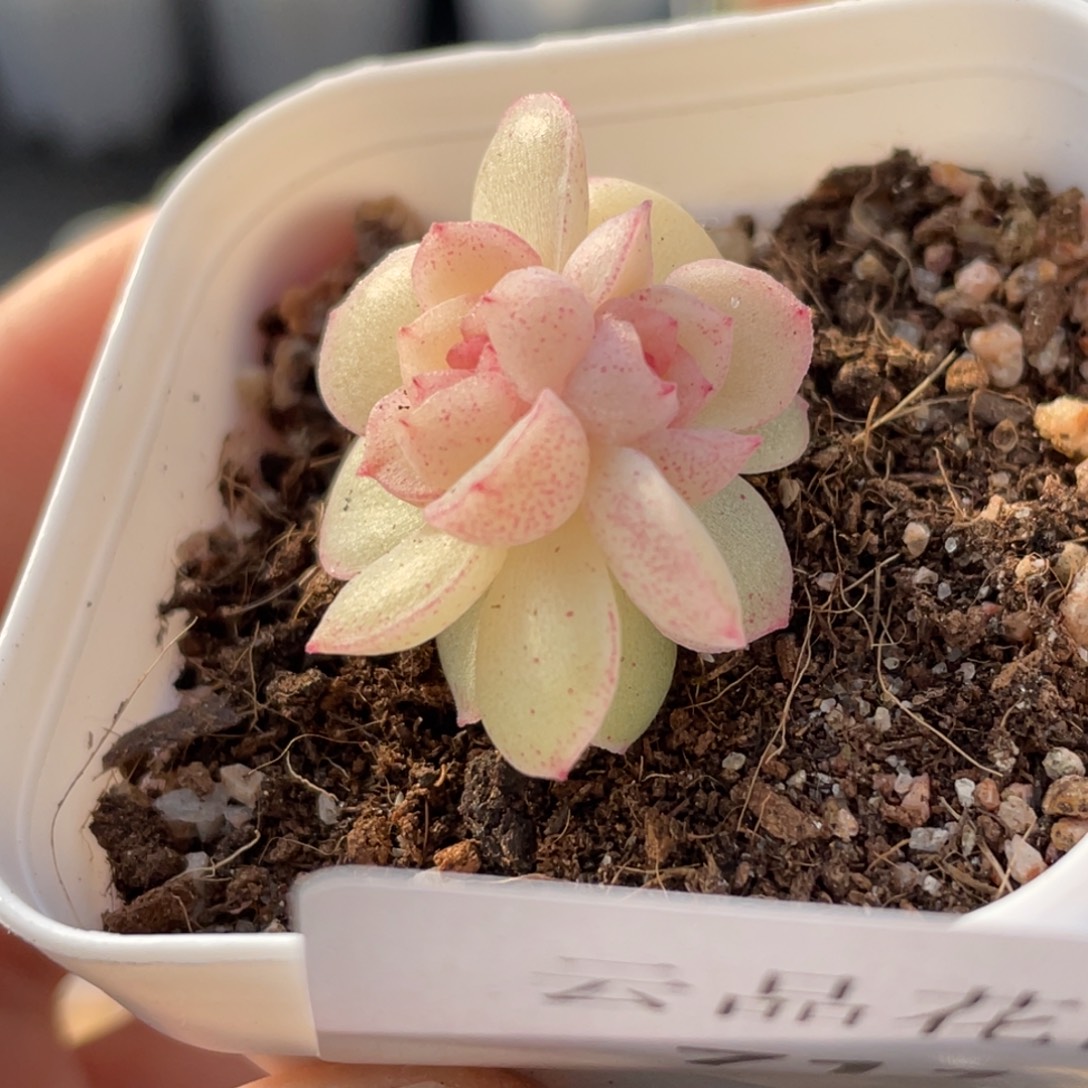 711号糖心冰心珍妮