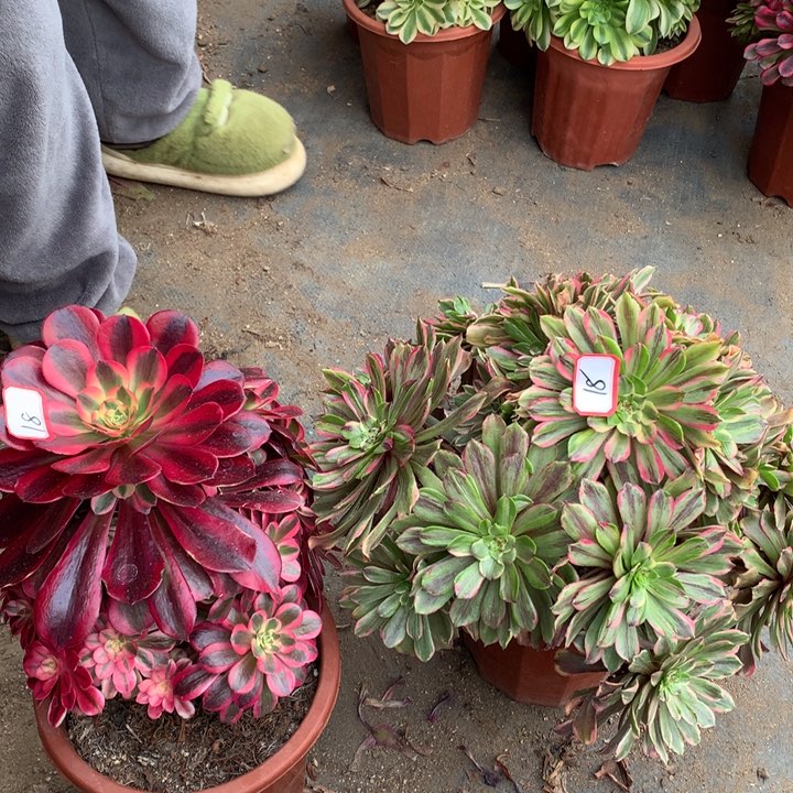 不包损18号花脸粉黛美杜莎