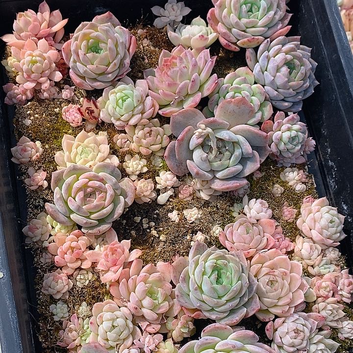 219 多肉植物盆栽花卉植物