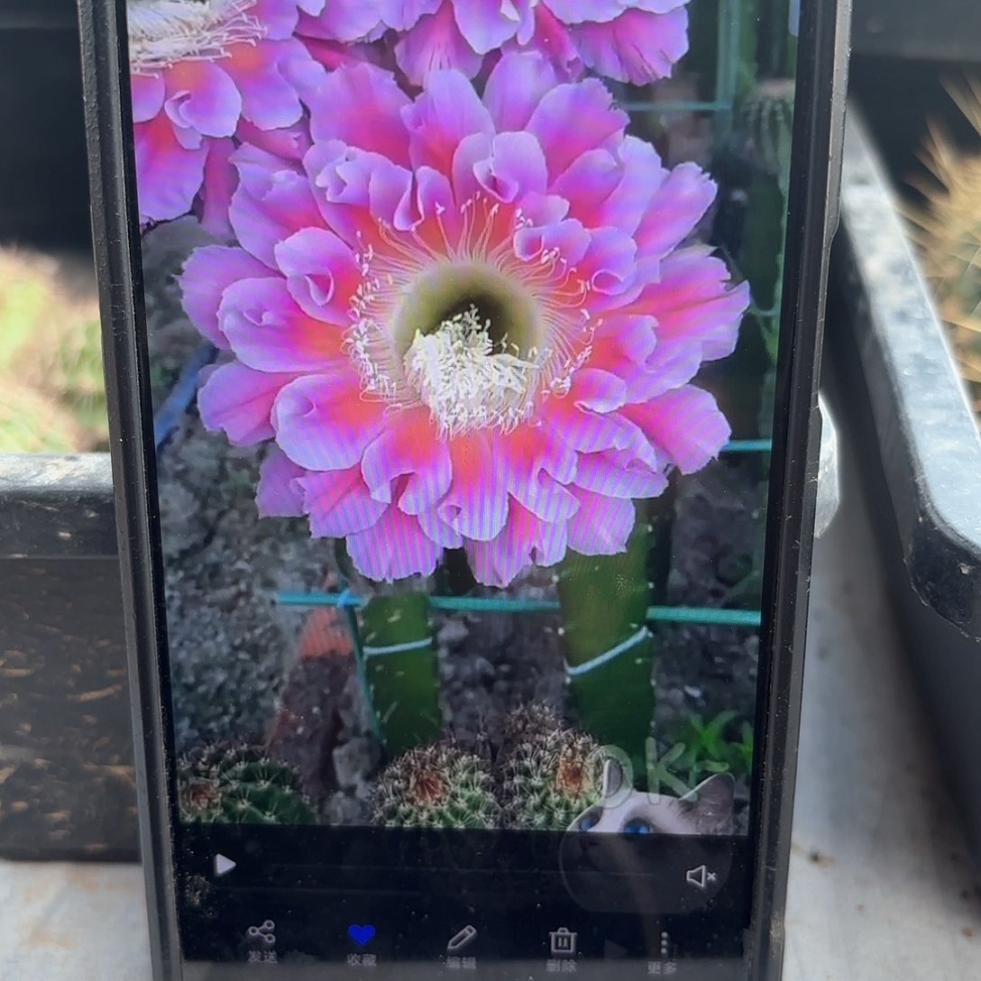 云羽彩20侧牙包邮仙人球24