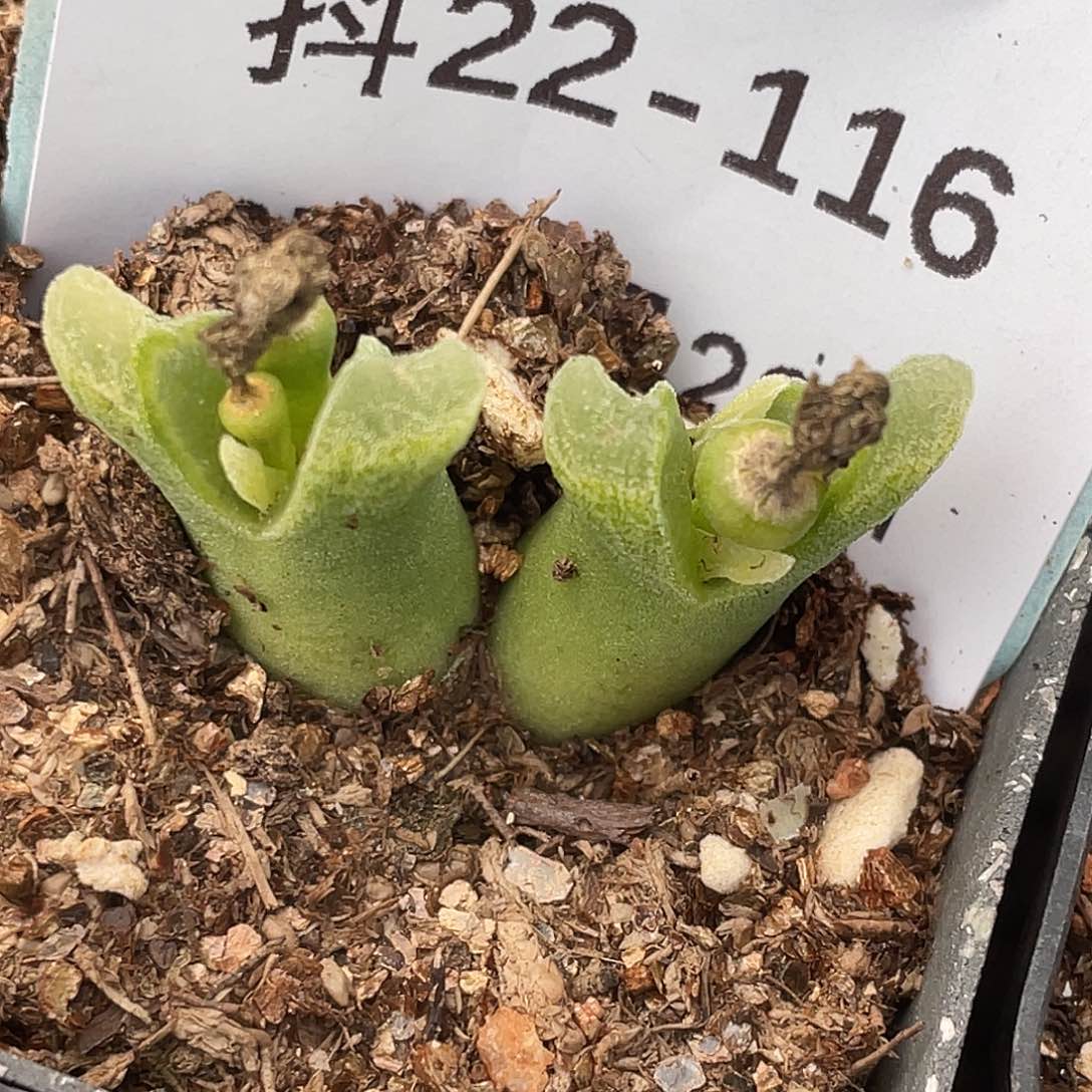 22-116冰风铃多肉植物