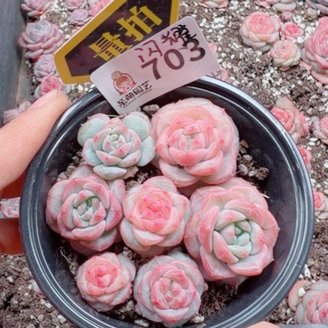 多肉植物多肉植物