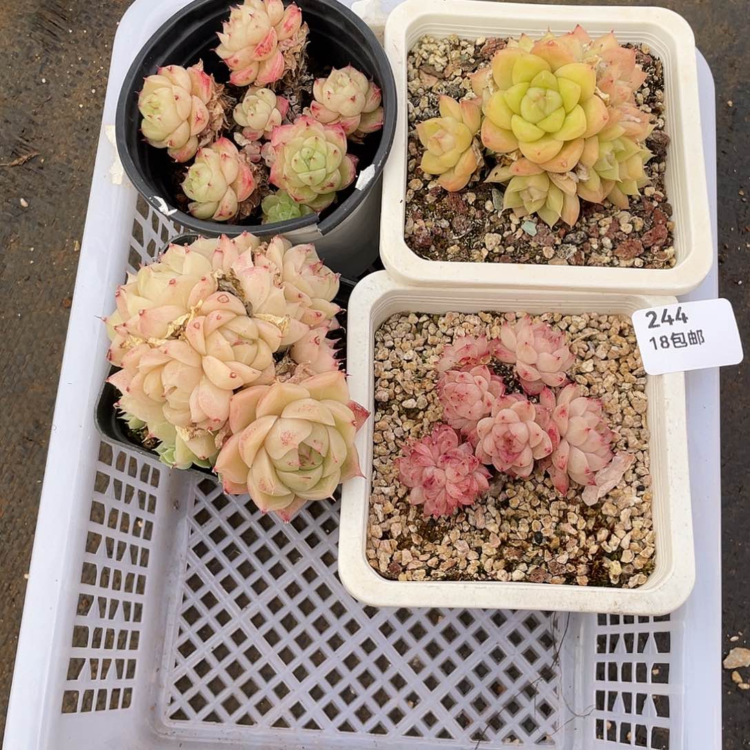 244。4 颗麦秆。       