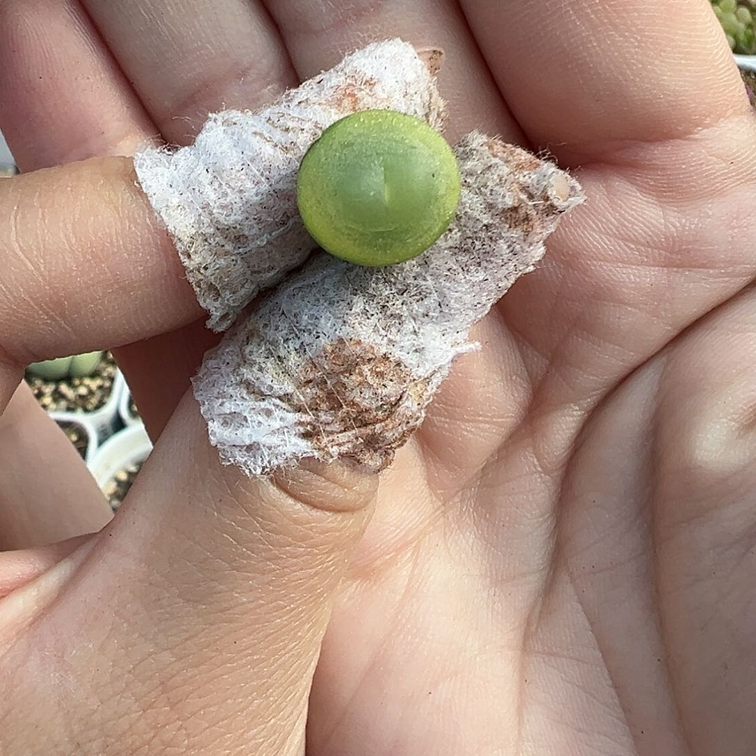 074拉登裸根发货