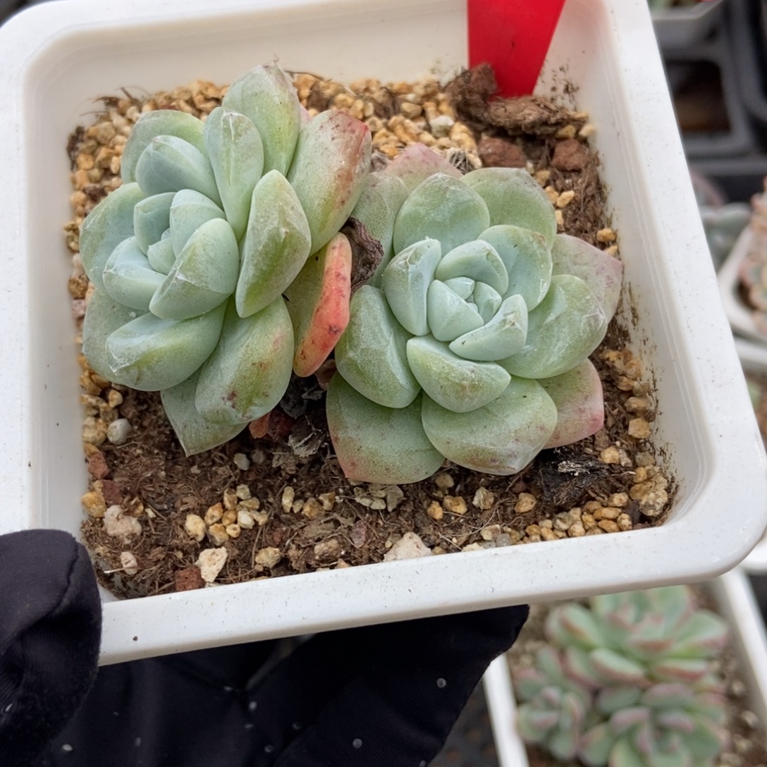 2冰玉多肉植物多肉