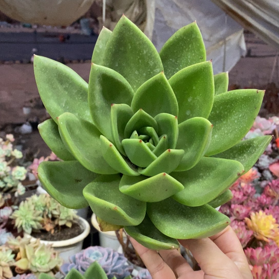 翠花超级大单头，160杯