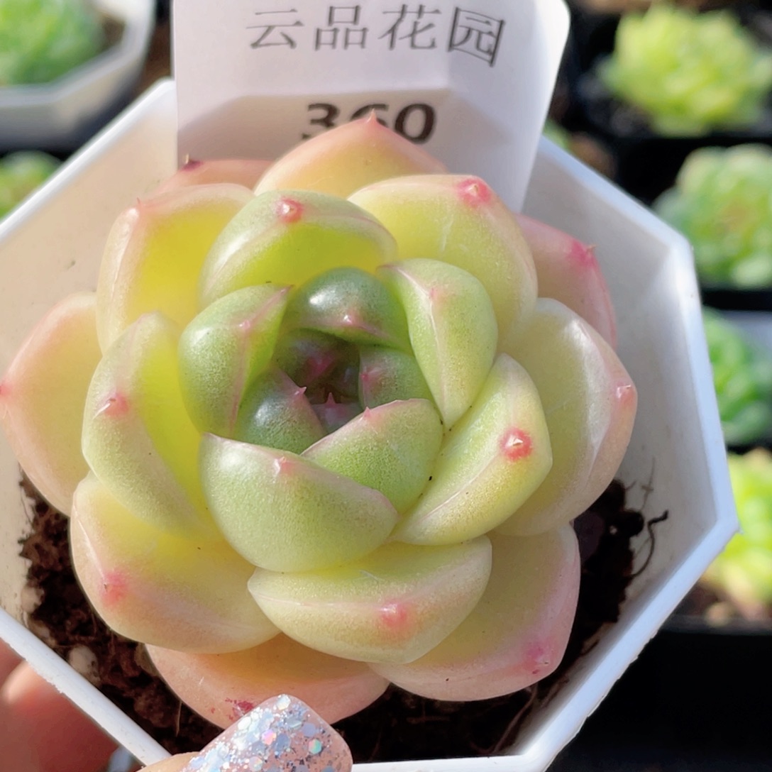 360号糖心冰心珍妮 M100