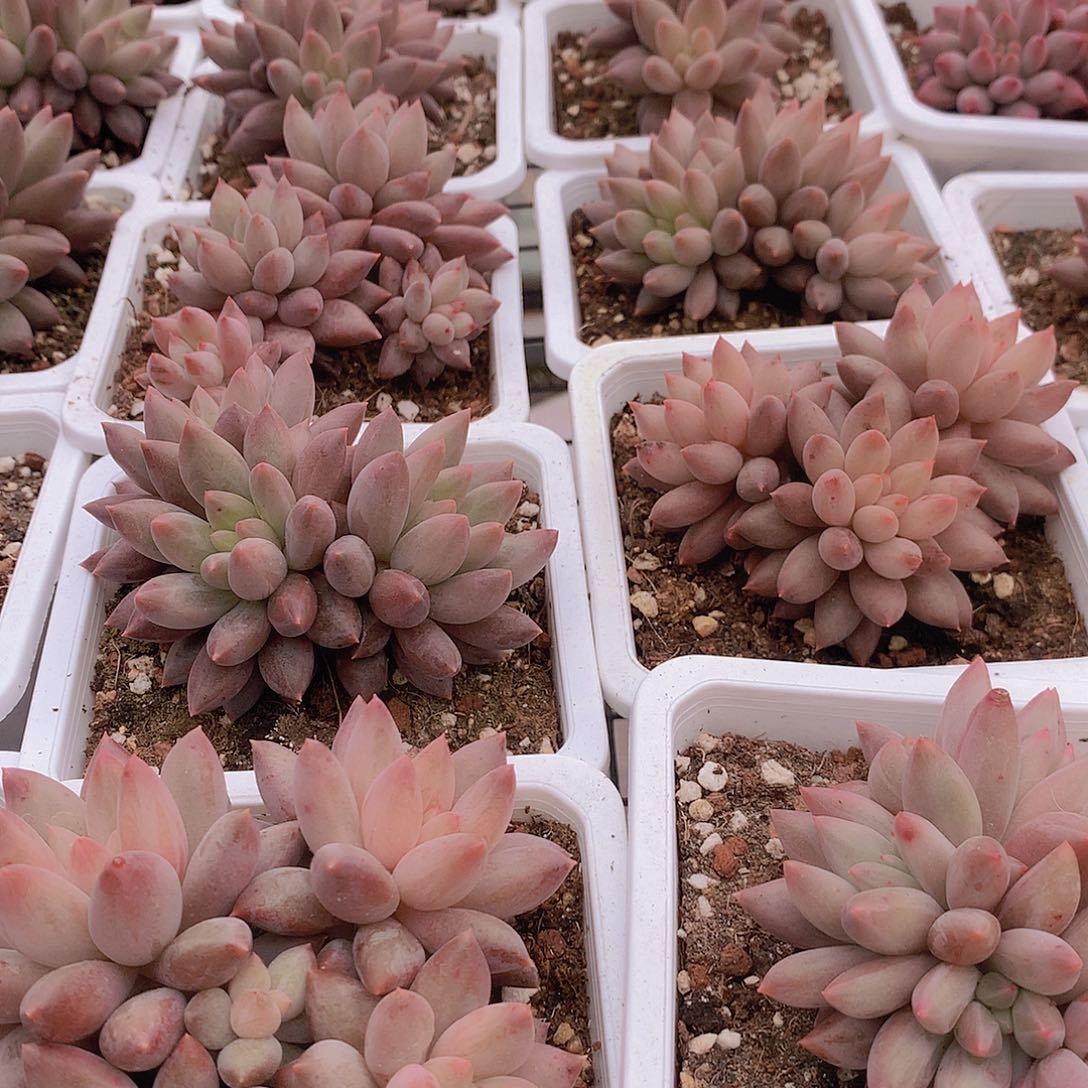 车厘子群356778999000