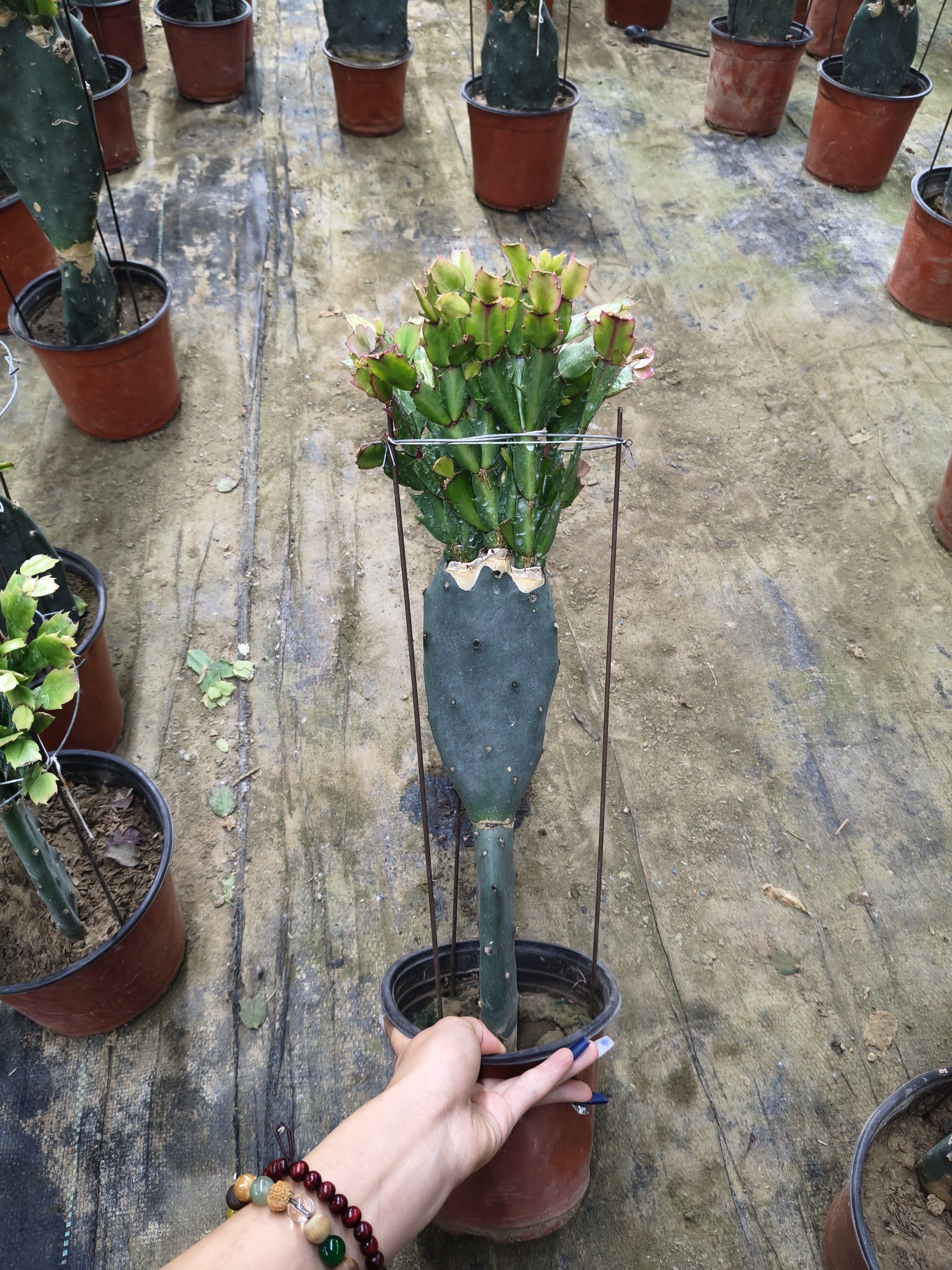 小高层蟹爪一物一拍（不支持退换）