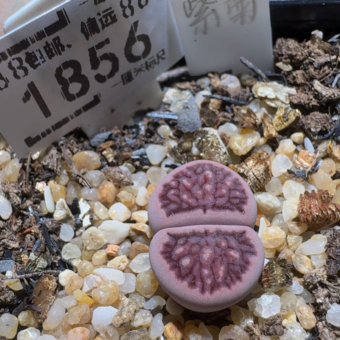 Ssss精品生石花1856