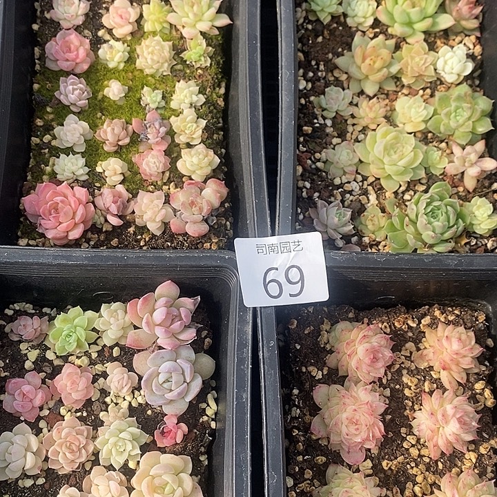 老***玩69 多肉植物盆栽花卉