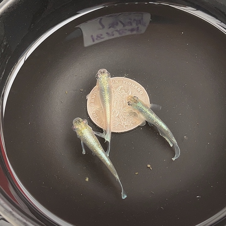 青鳉鱼祖母绿宽鳍3条27号