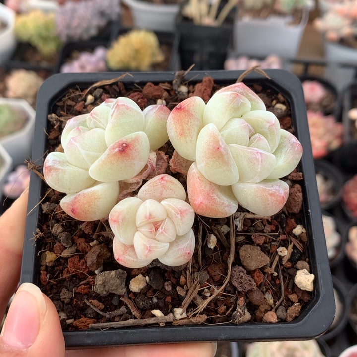 精控草莓冰玉三头