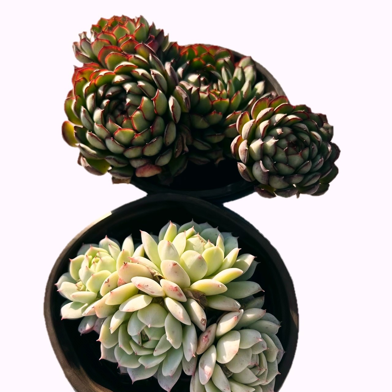 【梦幻玫瑰➕静夜】(拼满15元包邮)室内盆栽净化绿植盆栽大棚多肉