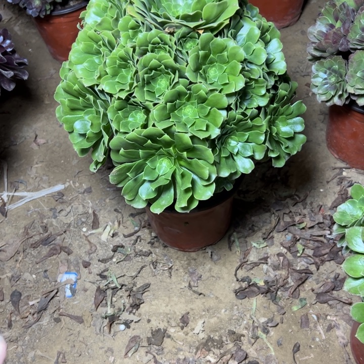 .***王多肉植物绿杨荣法师37